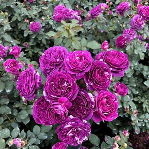 《芬芳宝石》多头浓香型品种，多季节冷艳紫白花，7公分耐高温性很强！