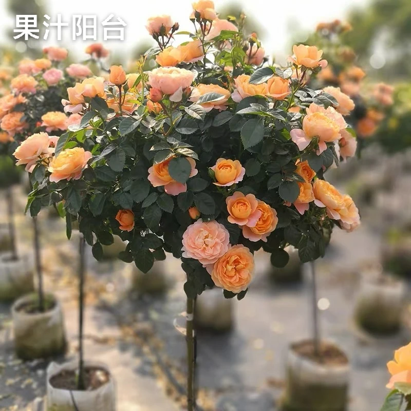 果汁阳台多季节大花月季，抗晒抗冻抗雨淋，抗病性极强好成活！