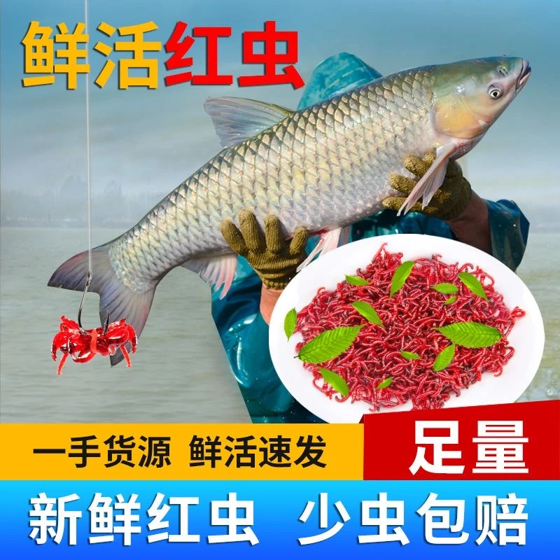 鲜活鱼食诱鱼鱼饵爆护肥美冬春野钓爆护黑坑神器鸡血红大公丫红虫