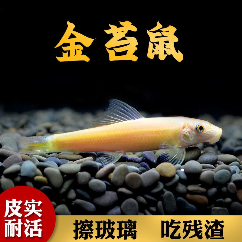 金苔鼠鱼缸清道夫活体热带淡水观赏鱼除绿藻清理鱼便垃圾青苔耐活