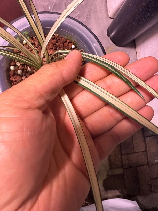 兰花直播带货直拍