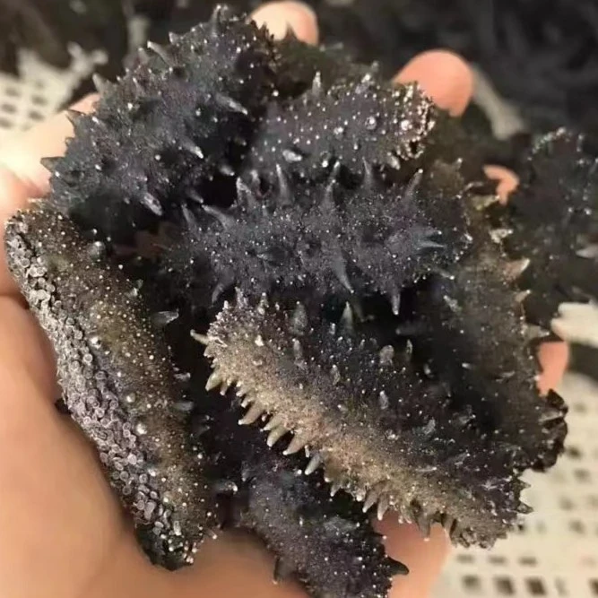 大连干参鑫怡海参辽刺参辽参产地大连顺丰直发包邮大头海参