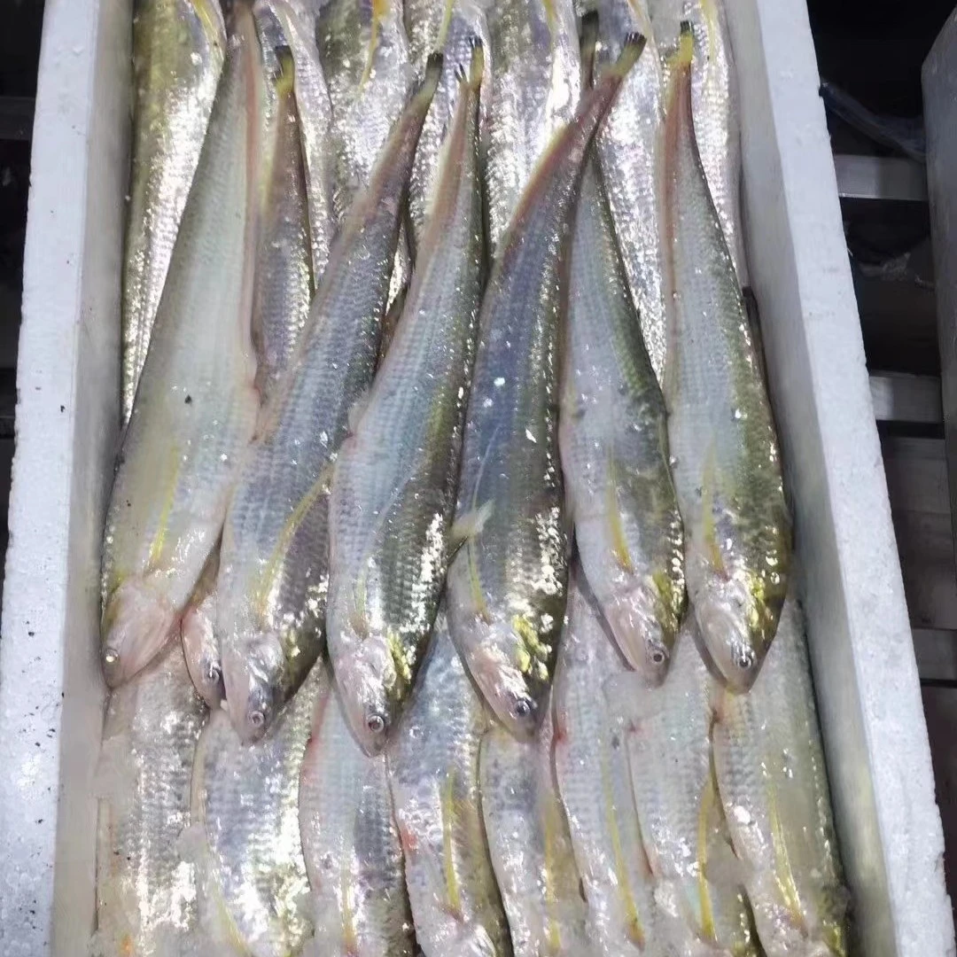 江阴发货源头商家新鲜刀鱼1-1.4两一斤500g直播包顺丰冷链