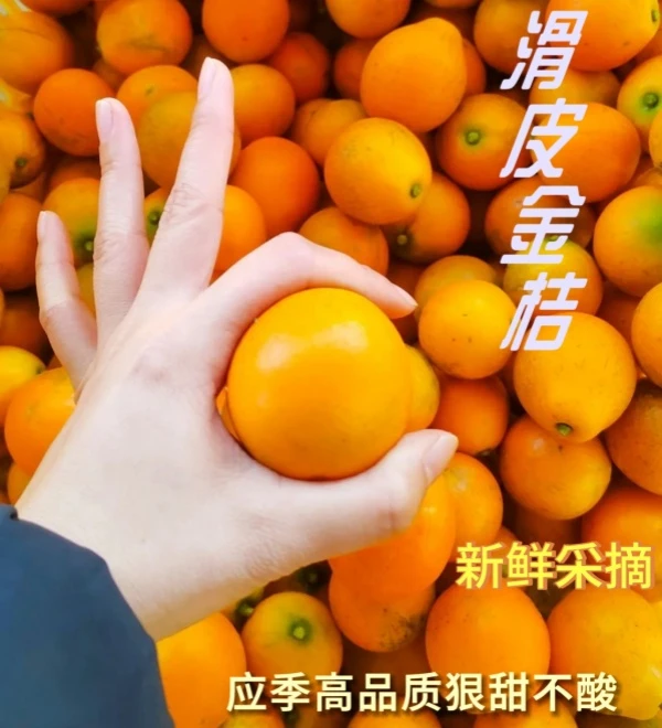 滑皮金桔新鲜桔子应当季现摘水果蜜金柑桔纯甜无酸