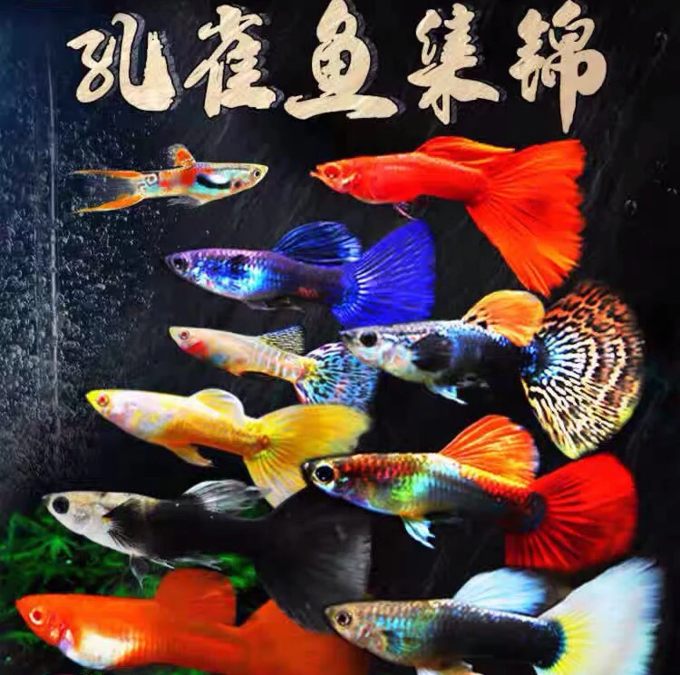 小孔雀全家福包邮胎生鱼精品孔雀鱼不含鸿运当头小型小型观赏混养