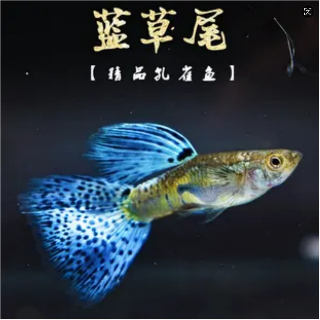 精品蓝草尾孔雀鱼孔雀鱼小型胎生鱼家养鱼
