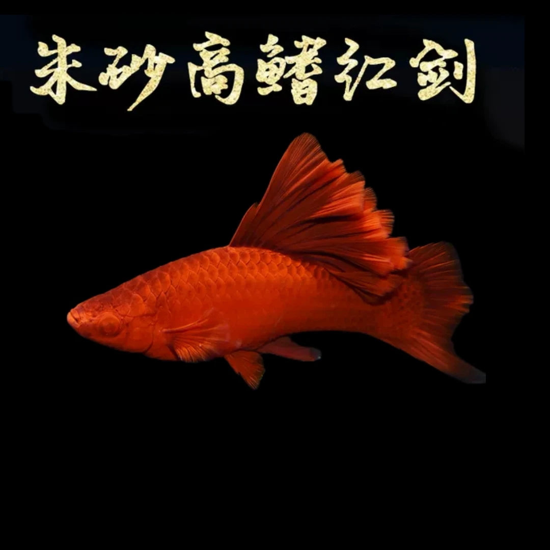 高鳍菊花帆 红剑鱼 活体热带观赏箭鱼淡水鱼 小型家养淡水鱼