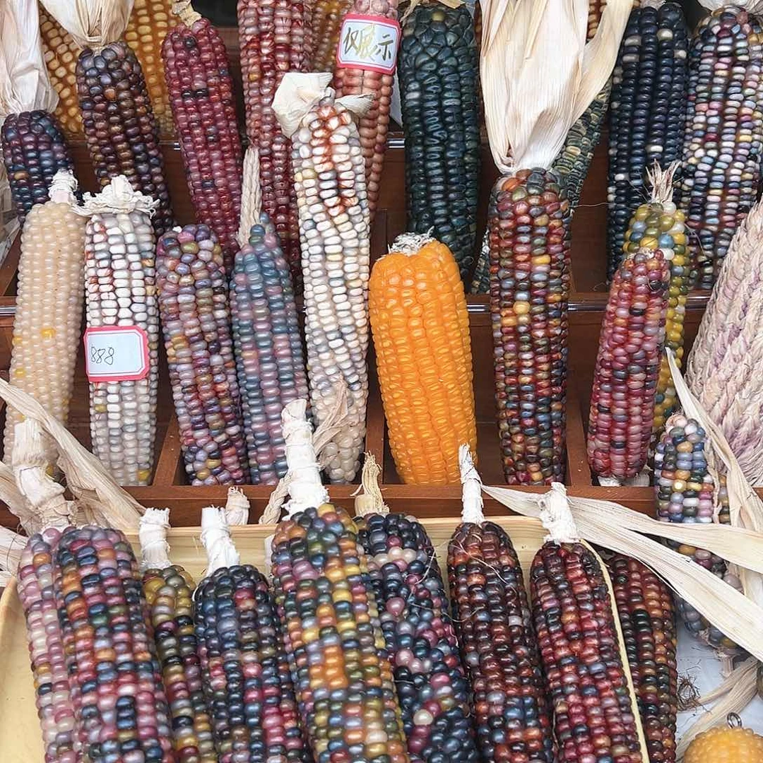 是***呀文玩玉米毛料精品