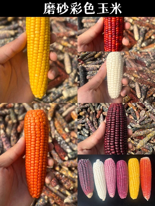 文玩玉米 磨砂五彩玉米 种子 种子