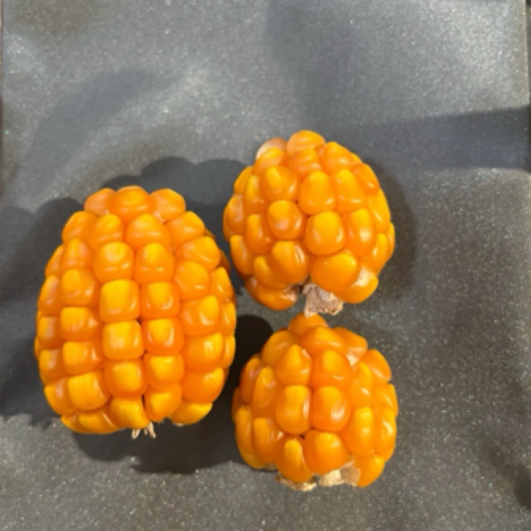 精灵球 文玩玉米 种子 种子