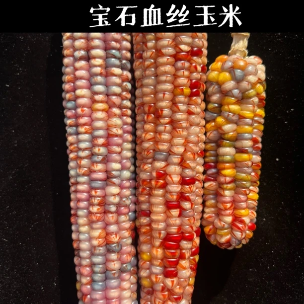 文玩玉米种子 宝石血丝 【25年新种】种子去䧺 雑交 一䒫