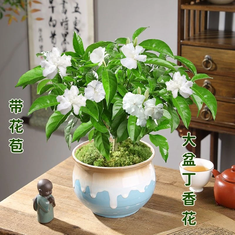 【大盆带花苞】丁香花树苗水晶茉莉花栀子花盆栽室内四季开花浓香