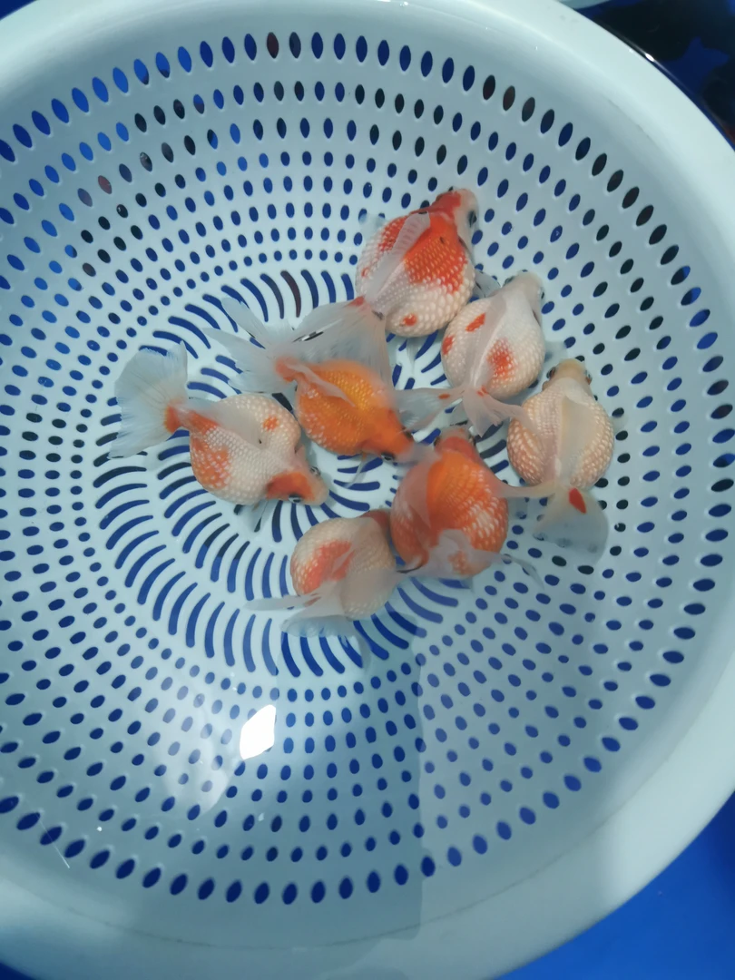 自家渔场，长年批发，珍珠，兰寿，熊猫蝶尾。