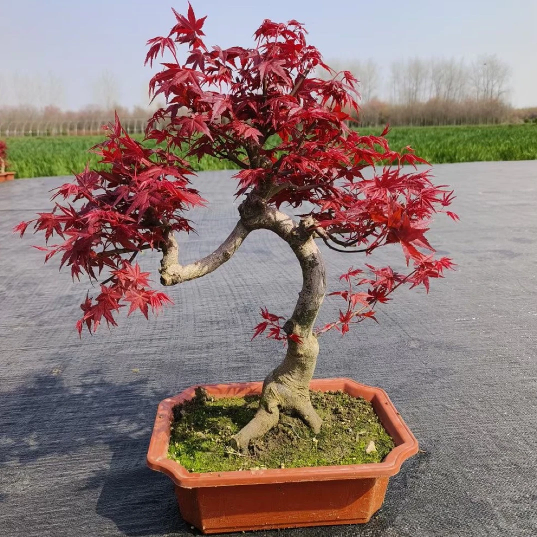 羽毛枫 红舞姬 三季红 中国红 流泉枫