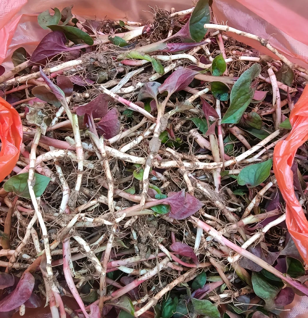 叶子连根四川鱼腥草新鲜折耳根鲜嫩带叶子鱼腥草新鲜折耳根