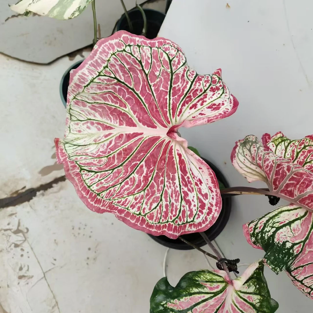 热植花卉绿植直播间挑选发货不包叶损不售后不包邮绿植室内