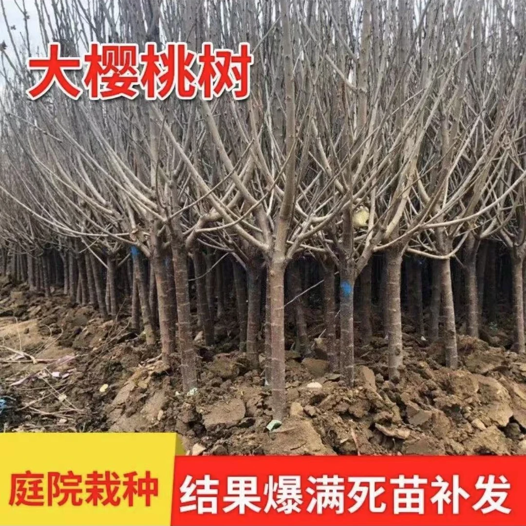 5公分4JJJJ车厘子大樱桃苗南方北方种植栽种矮化阳台盆栽地栽庭院