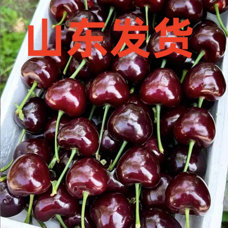 二棵4AAAA级车厘子大樱桃苗南方北方种植成活阳台盆栽地栽庭院