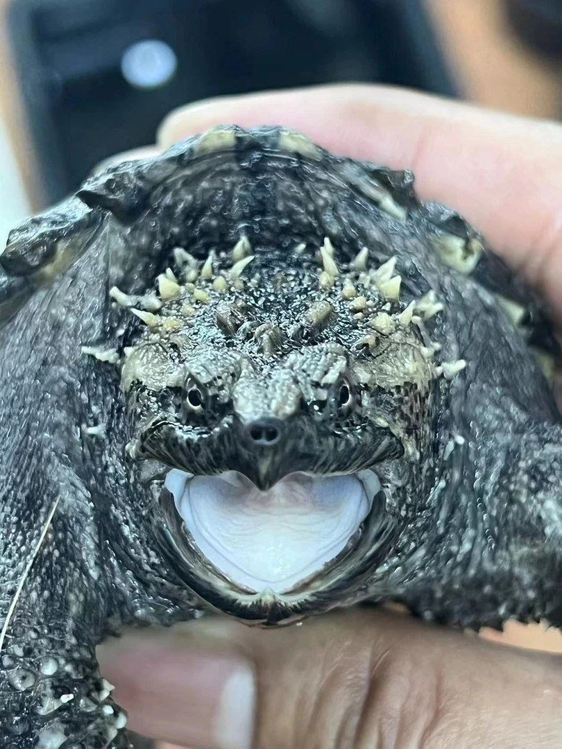 直播挑选小宠物也配也佛小鳄鱼龟幼苗亚成种龟