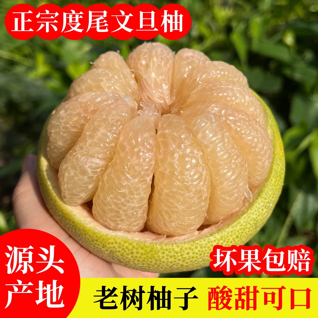 正宗仙游度尾老树文旦柚新鲜采摘孕妇水果柚子礼盒装网袋装