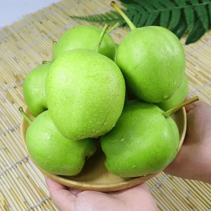 早酥梨3斤/5斤/9斤装果肉鲜美