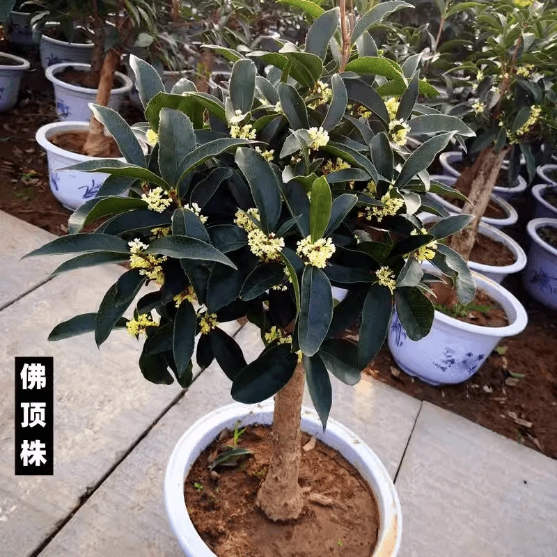 桂花树苗盆栽金桂四季桂丹桂花卉植物室内外庭院地栽月月开花好养