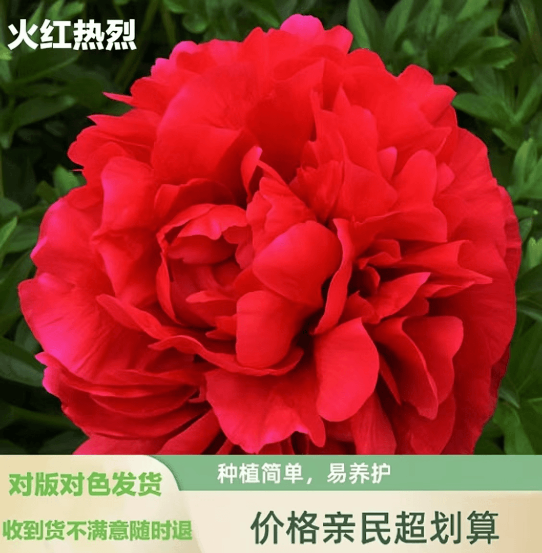 芍药苗【火红热烈】新品首发 菏泽产地培育 绿植盆栽地载 产地直发