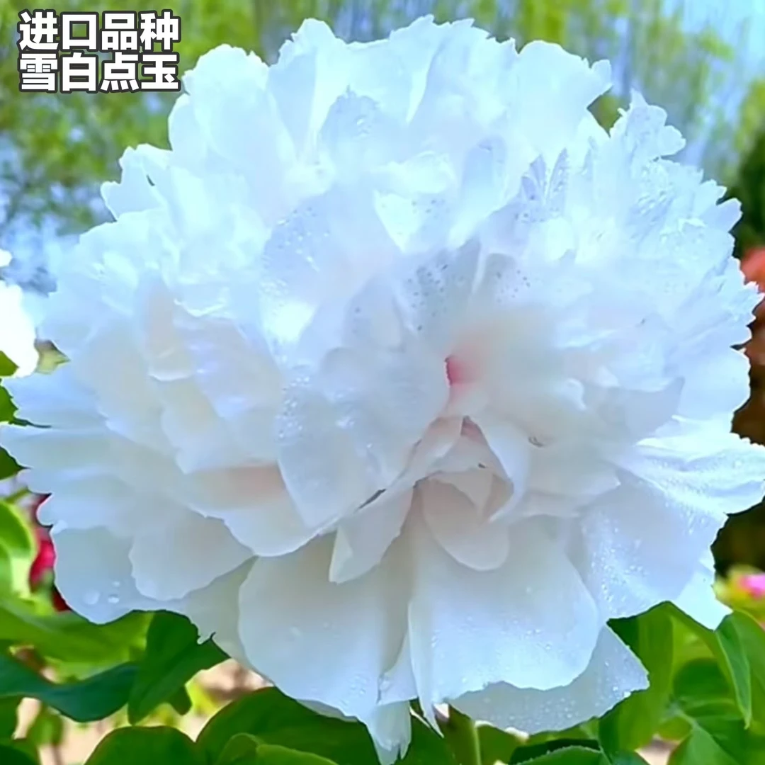 牡丹花苗【雪白点玉】菏泽产地培育 绿植盆栽地载 产地直发