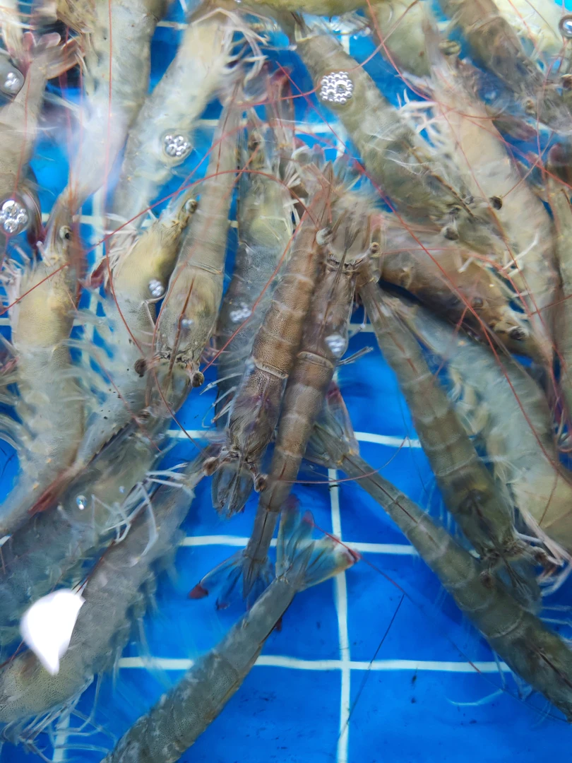 鲜活大虾38一斤20个头左右