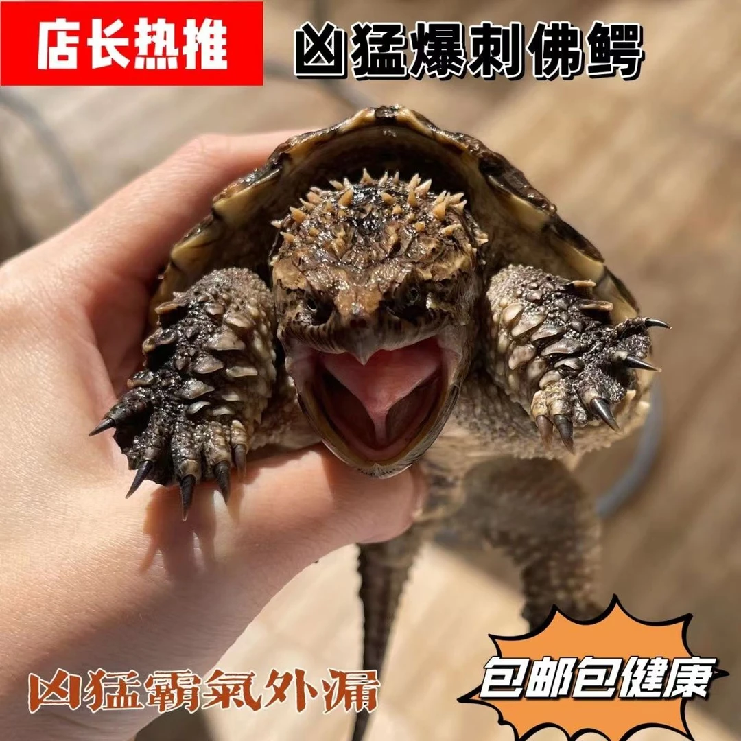 霸气纯正原种佛鳄大型鳄龟大小杂活体人工养殖宠物观赏龟纯种