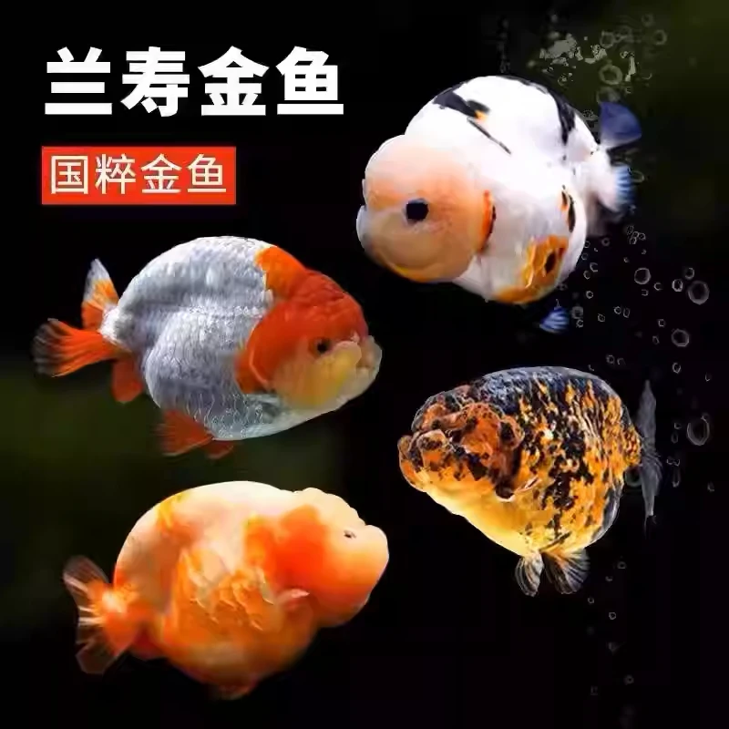 观赏鱼淡水好养冷水鱼泰狮兰寿
