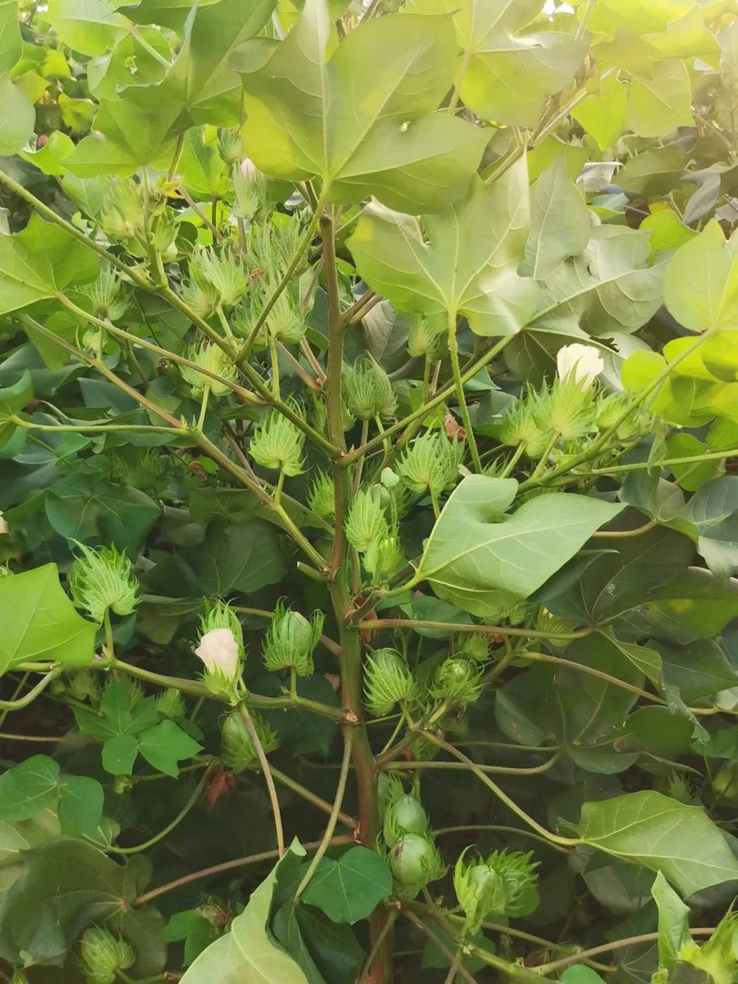 【铭杰农资】宝抗金农126棉花