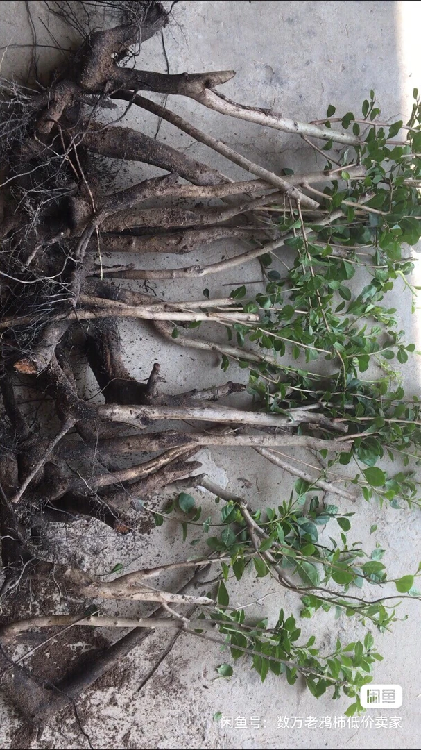 老鸦柿原生母树、折枝带果产地直销