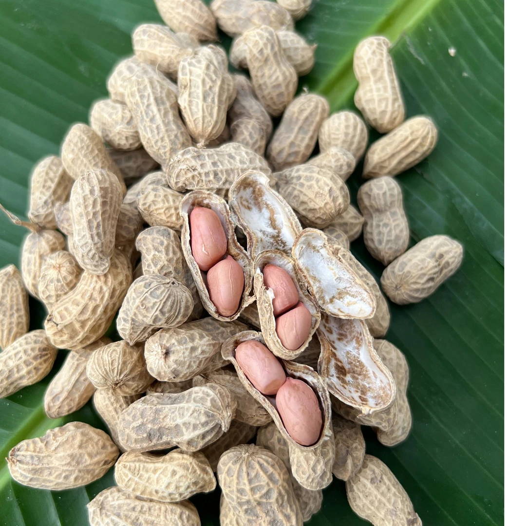 粤北山区带壳干花生万福到翁源精选特产当季花生