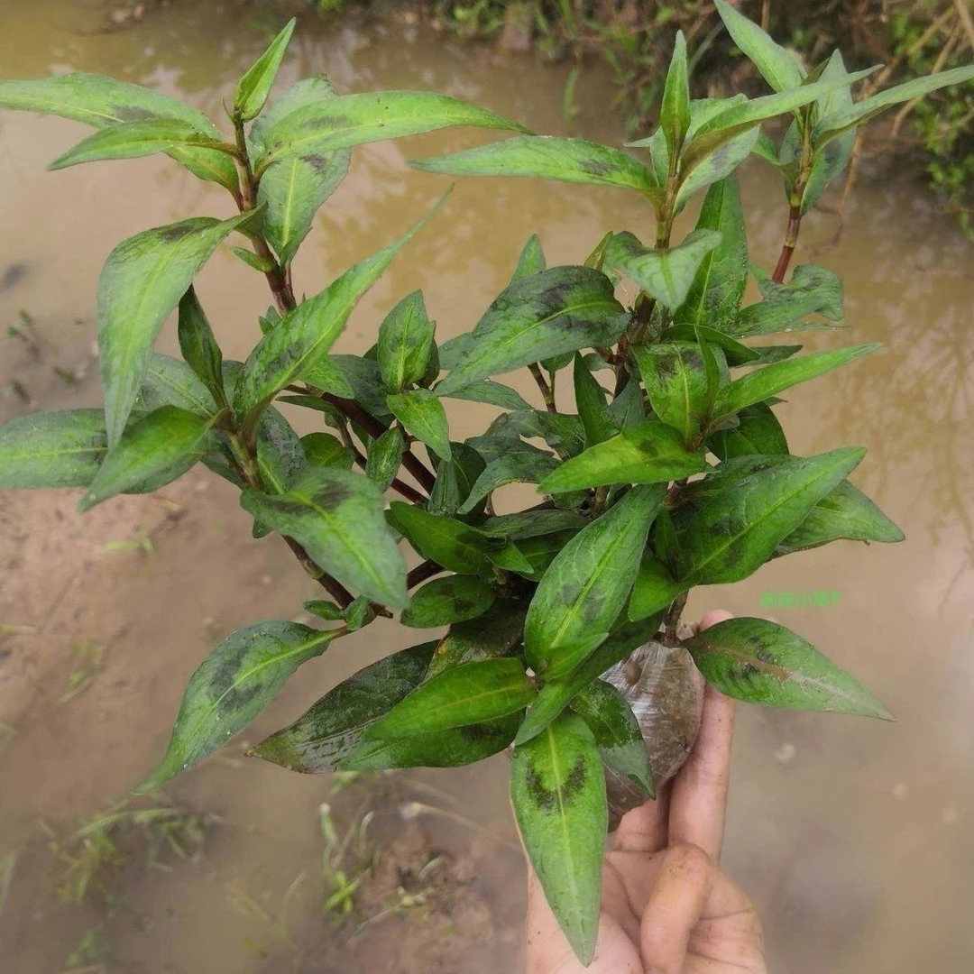 广西辣柳苗香辣蓼苗新鲜鱼香菜苗香料罗勒越南香菜250g带土发货