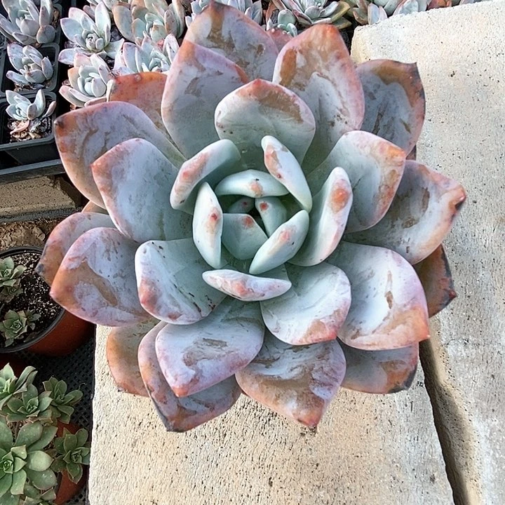 嫦娥多肉植物裸根发货