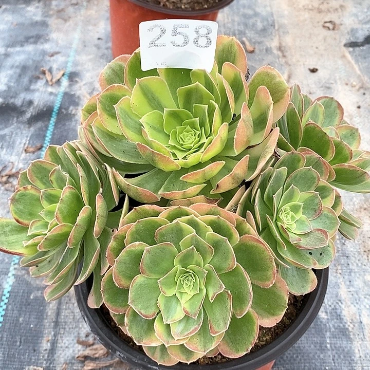 258奶白裸根发货