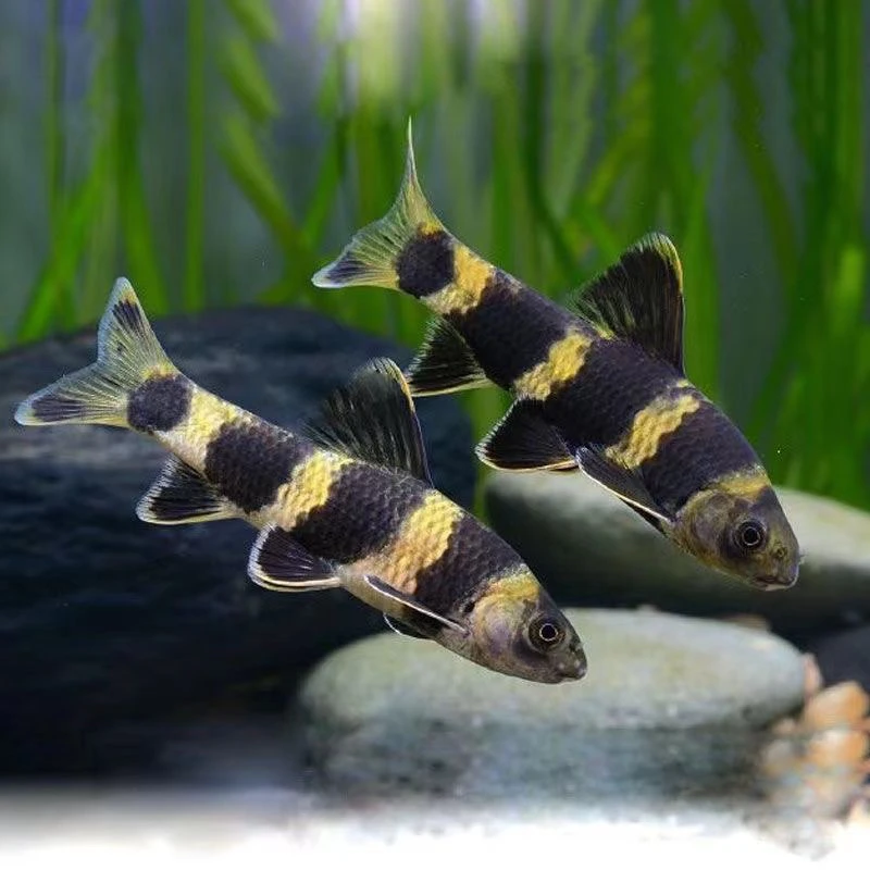 华鳈溪流原生鱼啃藻冷水熊猫原生工具底层鱼观赏鱼胭脂鱼