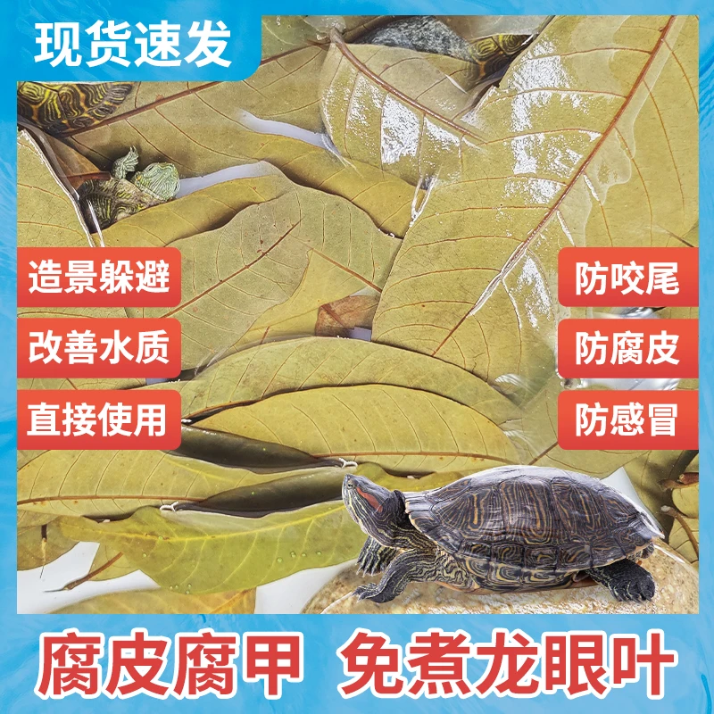 乌龟龙眼叶改善水质预防腐皮发酵免煮龙眼叶仿原生态龟缸造景躲避
