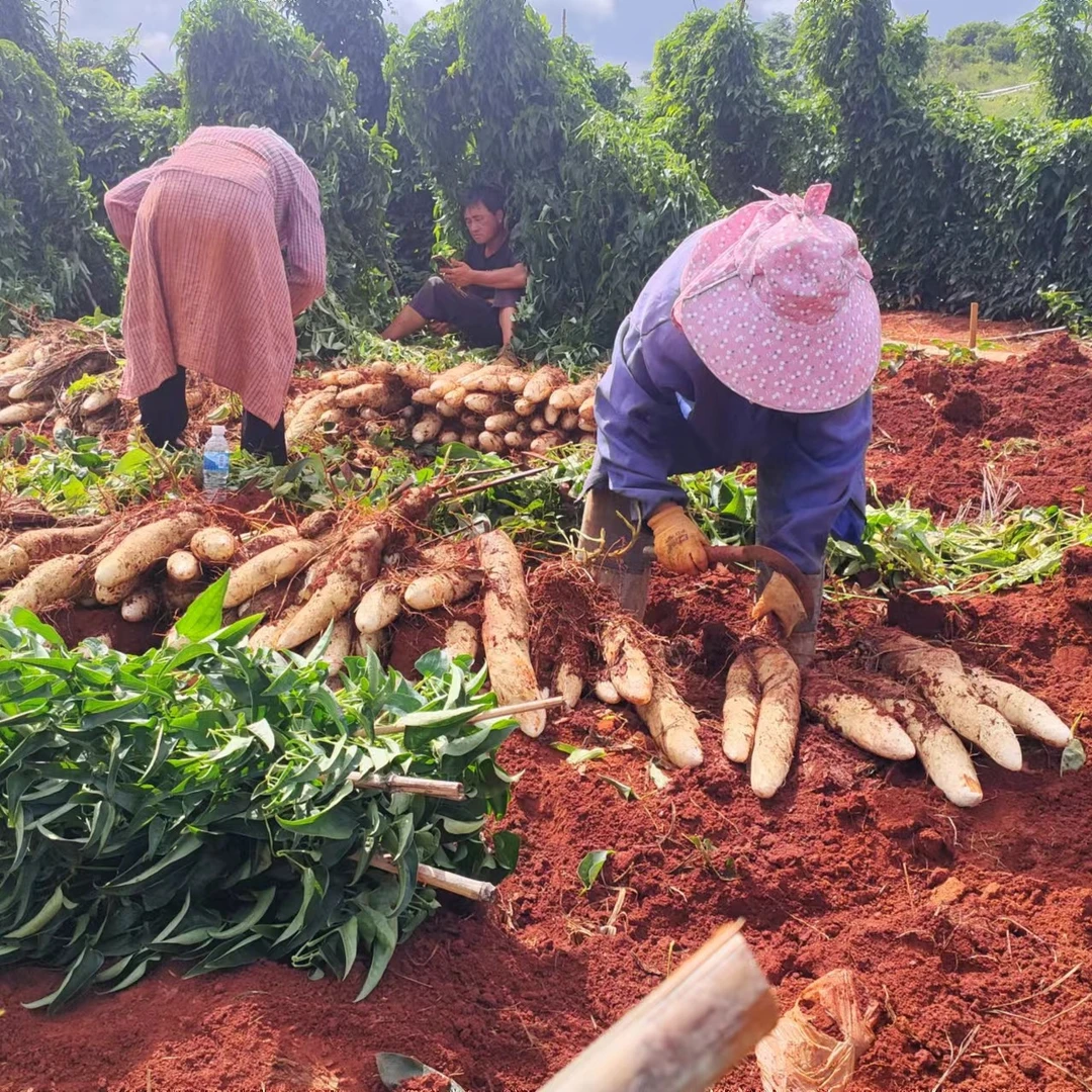 云南灵芝山药新鲜粉糯香甜宝宝辅食蔬菜
