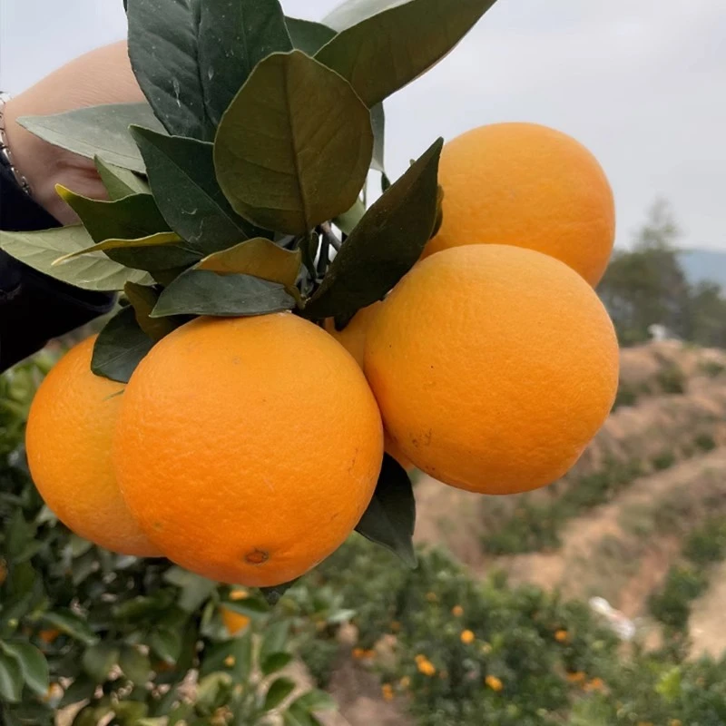正宗江西赣南脐橙赣州新鲜橙子当季水果皮薄多汁产地直发