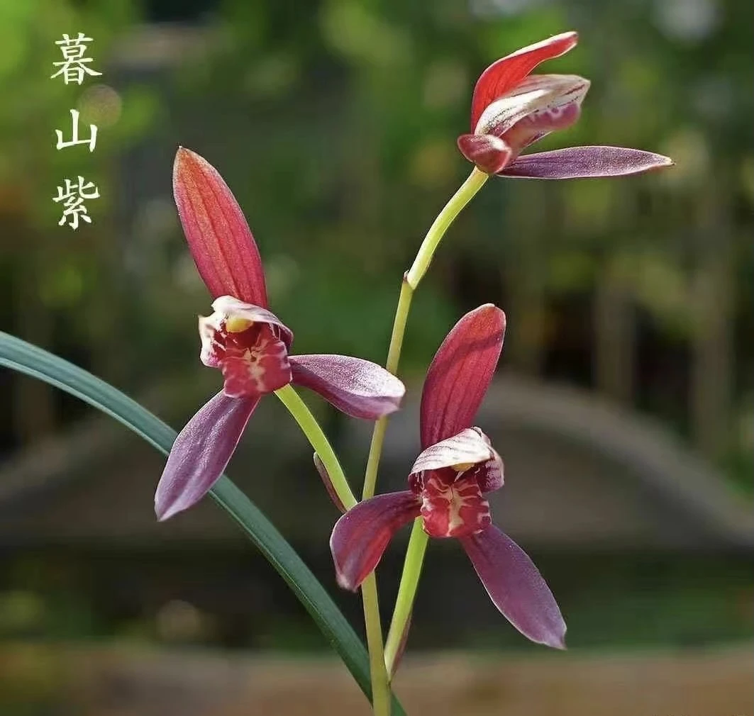 建兰暮山紫