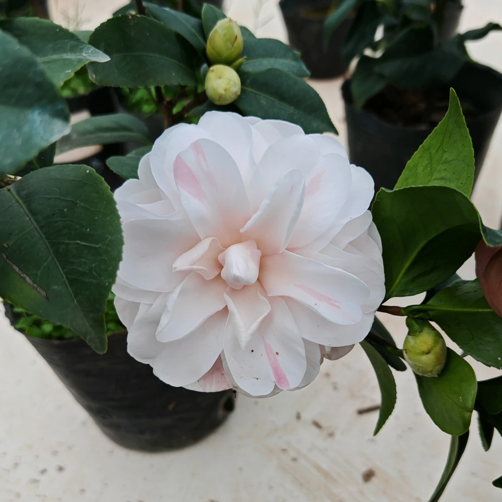 【乔伊】多色花卉原生小苗 大型繁复花朵 乔依山茶花树苗盆栽带原盆