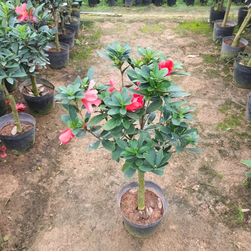 【四季杜鹃茶花】中到大型花朵 大红色杜鹃叶红山茶花树苗盆栽大苗