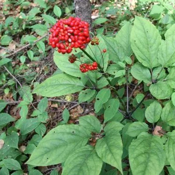 长白山人参 龙骨麻麻  东北特产泡酒料