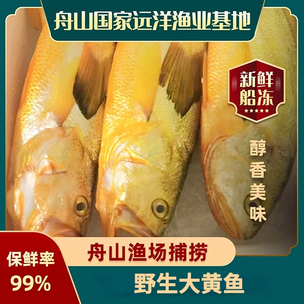 【到港即发】野生大黄鱼 舟山冰鲜 下船即发  500g-600g/条 1条
