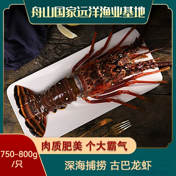 【集团直采】超大古巴龙虾 1.4-1.6斤装 液氮冷冻 肉质饱满 活冻