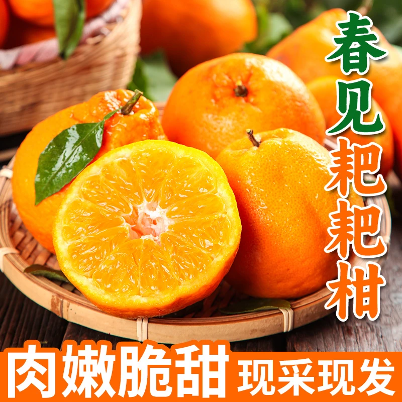 【淘天然】四川春见耙耙柑4.5斤当季丑桔子皮薄多汁水果新鲜杷杷柑