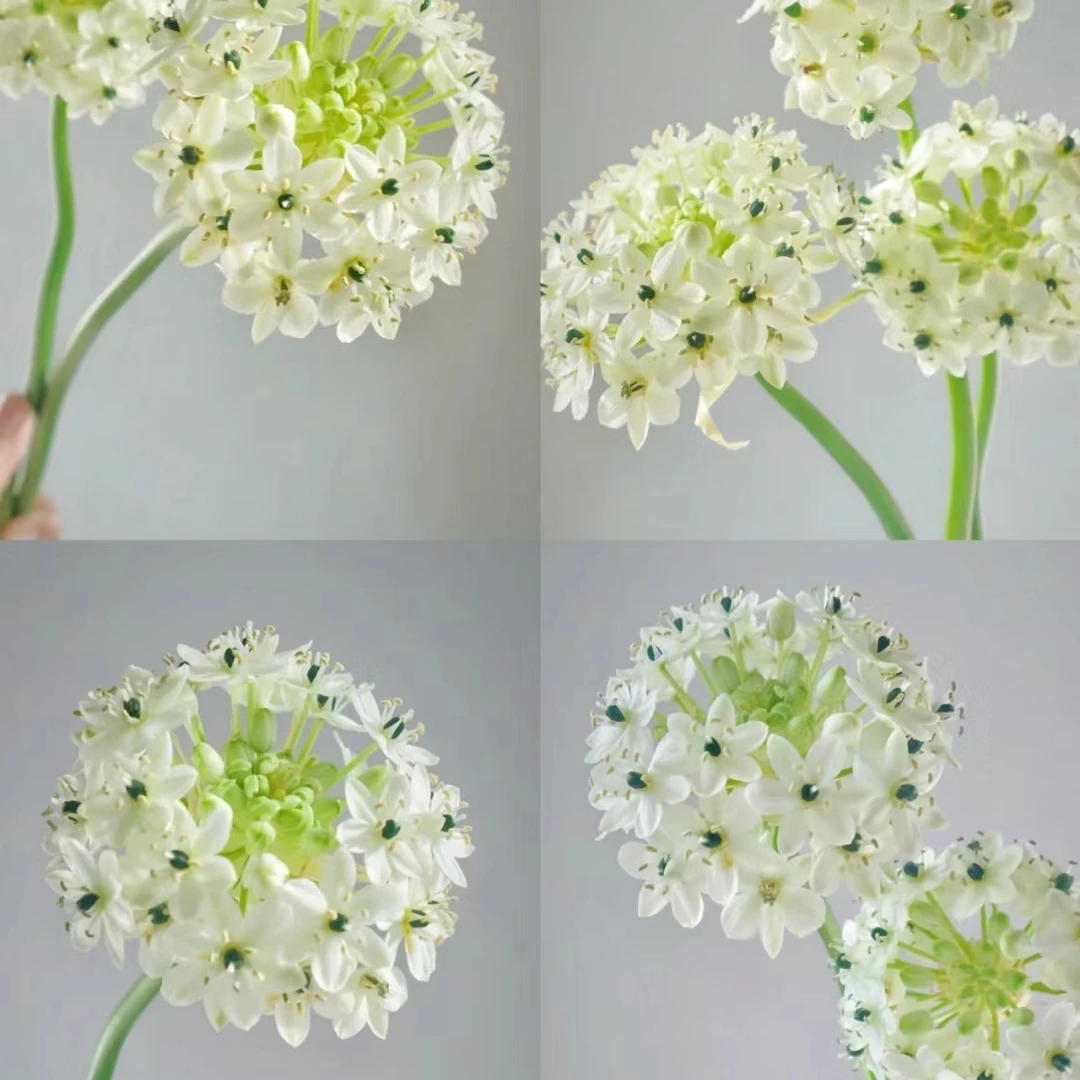 天鹅绒种球种根高档阳台盆栽庭院花卉多年生宿根耐热耐晒