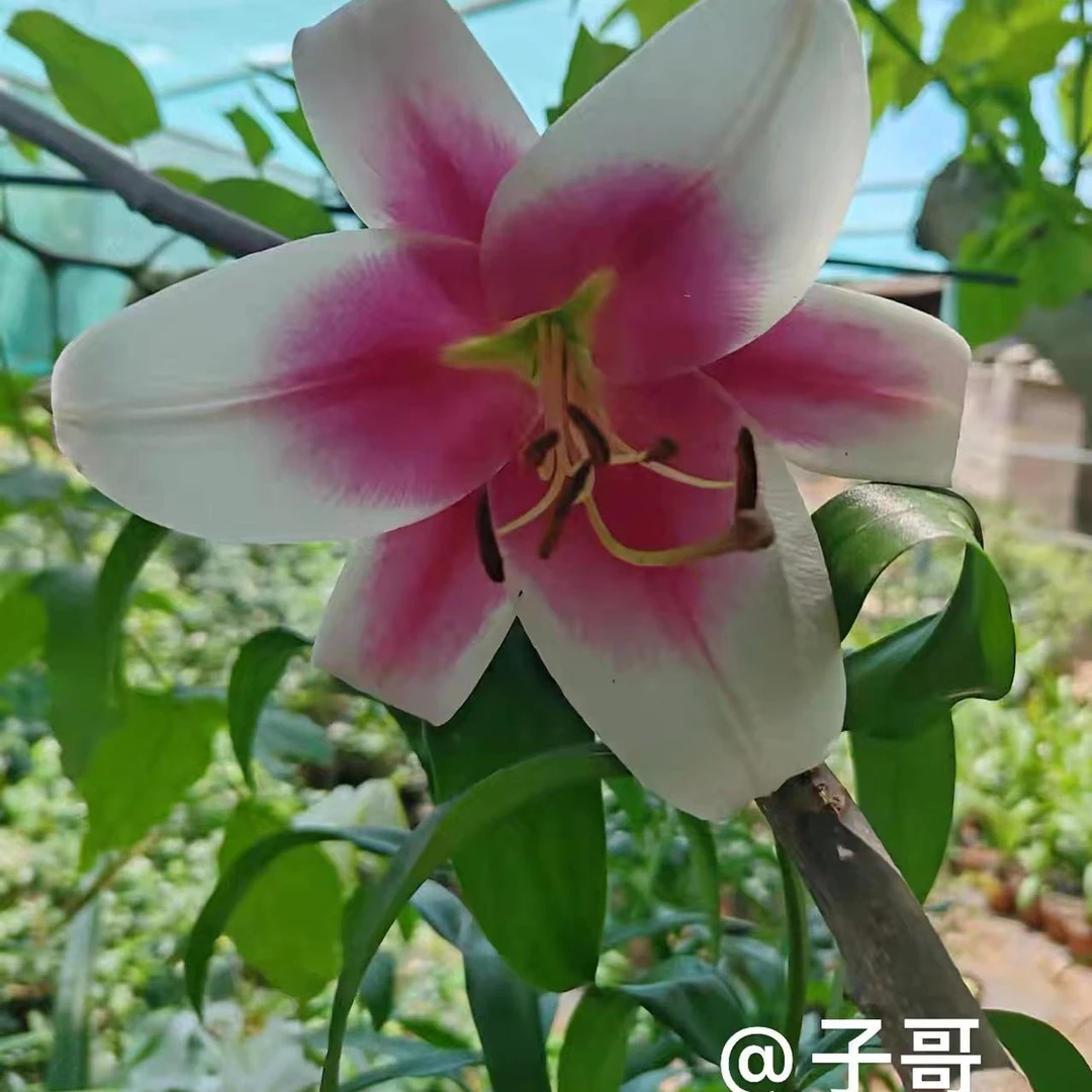 1颗【美素】进口百合种球包对版有香味